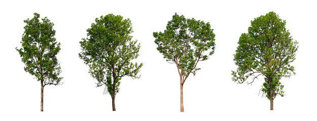 Poster - isolated tree Collection on White Backdrop	