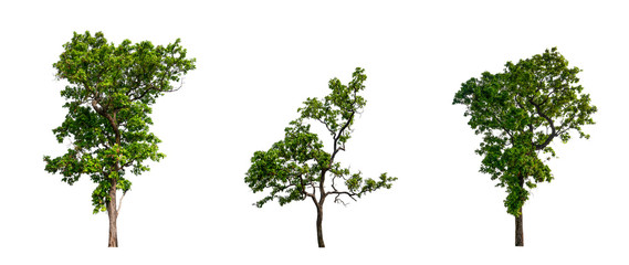 Poster - isolated tree Collection on White Backdrop	