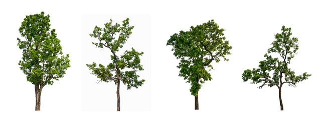 Poster - isolated tree Collection on White Backdrop	