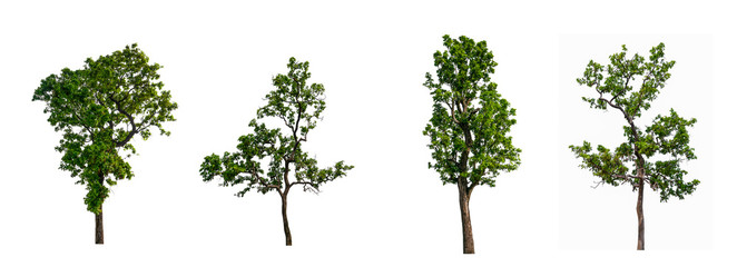 Poster - isolated tree Collection on White Backdrop	