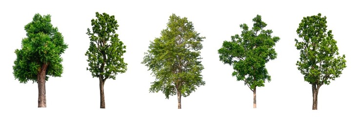 Poster - isolated tree Collection on White Backdrop	