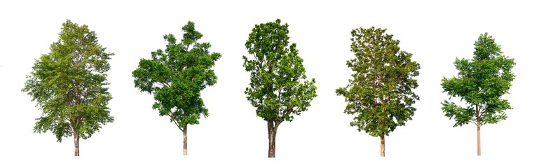 Poster - isolated tree Collection on White Backdrop	