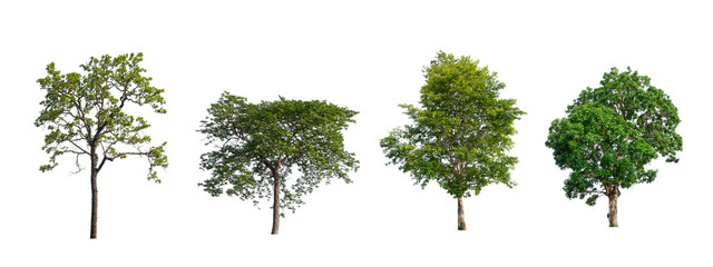 Poster - isolated tree Collection on White Backdrop	