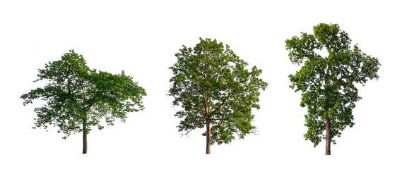 Poster - isolated tree Collection on White Backdrop	