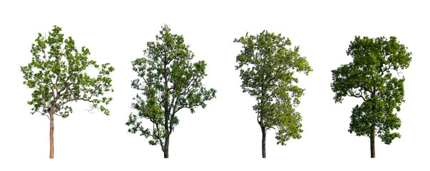 Poster - isolated tree Collection on White Backdrop	