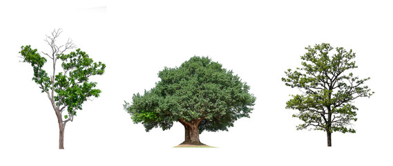 Poster - isolated tree Collection on White Backdrop	