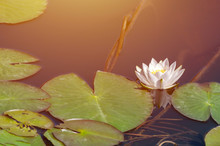Water Lily Flower In City Pond. Beautiful White Lotus With Yellow Pollen. National Symbol Of Bangladesh.