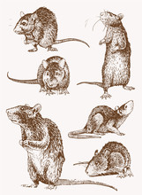 Vintage Set Of Rats, Graphical Illustration,sepia