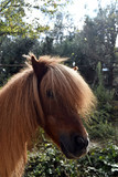 Fototapeta Konie - Pony che sbircia dal dietro la criniera