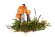 Leccinum Aurantiacum Edible Forest Wild Mushrooms In Natural Moss With A Composition And Beetle On Its Cap In Studio Isolated On White. Orange Oak Bolete Mushroom, Red-Capped Scaber Stalk Fungus.