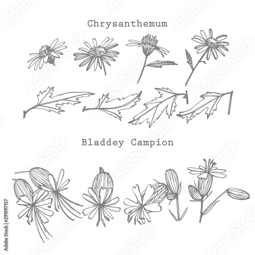 Chamomile and Bladdey Champion flowers. Collection of hand drawn flowers and ...