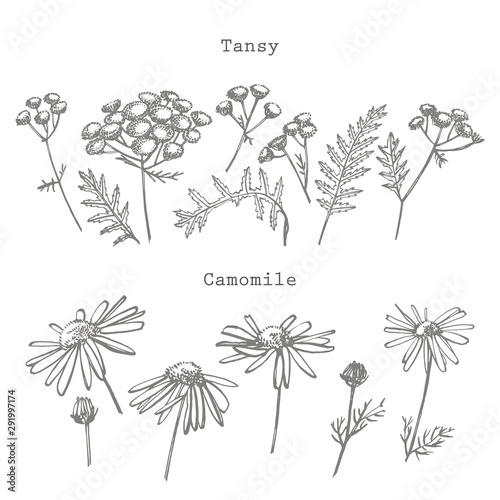 Tansy and Chamomile or daisy flower. Botanical illustration. Good for cosmeti...