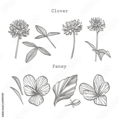 Pansy and Clover or daisy flower. Botanical illustration. Good for cosmetics,...