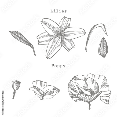 Lily and Poppy flowers. Botanical illustration. Good for cosmetics, medicine,...