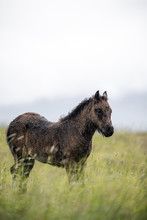 Icelandic Foals