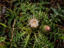 Detail Of Thistle Blooming