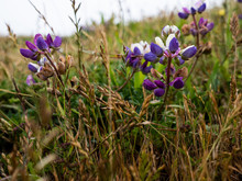 Detail Of Purple Wildflowers