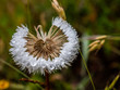 © Cavan Images - Detail of seed flower with water droplets