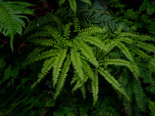 Detail Of Ferns Growing In Rain Forest