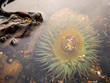 © Cavan Images - Sea anemone under water in tide pool