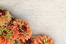 Horizontal Flat Lay (background) Of Orange Zinnia Flowers On Weathered, White-painted Wood, With Copy Space