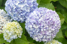 Delicate Light Purple And Blue Hydrangea Flower Heads (Hydrangea Macrophylla) With Green Foliage And Rain Drops