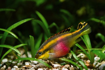 Wall Mural - Pelvicachromis pulcher young male fish in its beauty, popular ornamental species, endemic animal of African river Congo, kribensis cichlid in biotope design aquarium