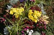 Wunderschön bunt herbstliche Grabbepflanzung auf dem Friedhof - Herbstastern, Glockenheide und Alpenveilchen 