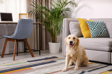 Poster - Modern living room interior. Cute Golden Labrador Retriever near couch