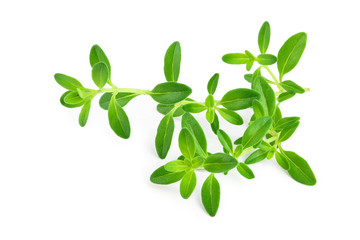 Wall Mural - Fresh thyme spice isolated on white background