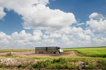 Sugarcane Field Truck