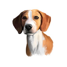Hygenhund, Hygen Hound Dog Digital Art Illustration Isolated On White Background. Norwegian Origin Medium-sized Scenthound Dog. Pet Hand Drawn Portrait. Graphic Clip Art Design For Web, Print.