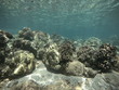Hawaii: bunte Unterwasserwelt