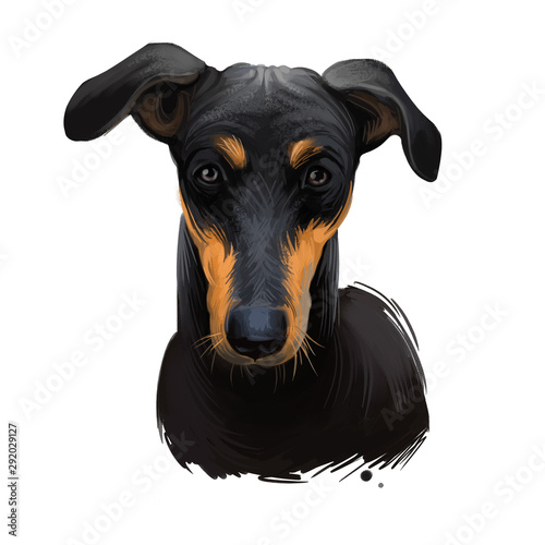 Kanni Maiden S Beastmaster Chippiparai Dog Digital Art Illustration Isolated On White Background South India Origin Scenthound Dog Pet Hand Drawn Portrait Graphic Clip Art Design For Web Print Buy This Stock The story of kanni dog kanni dogs are usually found in black and tan colours and there is little white colour on their feet and chest. hand drawn portrait graphic clip art