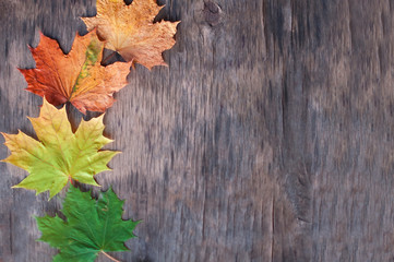 Colorful dry autumn maple leaves green,  yellow and brown lie on a gray old worn table with cracks