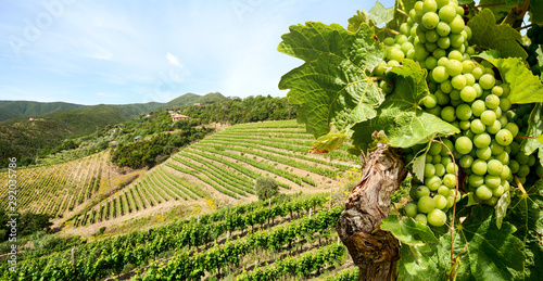  Fototapeta winnica   winorosl-z-bialym-winem-winnica-w-regionie-toskanii-niedaleko-florencji-we-wloszech