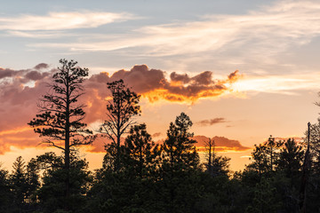 Wall Mural - Silhouette of trees in Paria view overlook with beautiful twilight dark orange sky with clouds in Bryce Canyon National Park after sunset