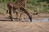 Fototapeta Sawanna - Giraffe Drinking