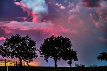 Wall Mural - trees at sunset