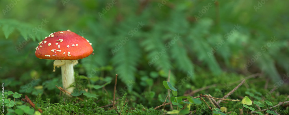 Close up of toadstool mushrooms, fly agaric  on the forest floor, Bavaria, Germany - obrazy, fototapety, plakaty 