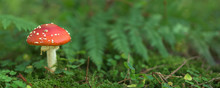 Close Up Of Toadstool Mushrooms, Fly Agaric  On The Forest Floor, Bavaria, Germany