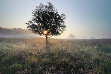 Poster - sunrise behind tree and flowering pink heather in fog