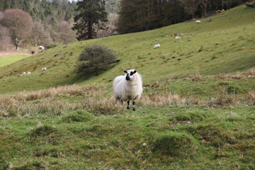 Wall Mural - Sheep with Lamb in a green field, in welsh countryside