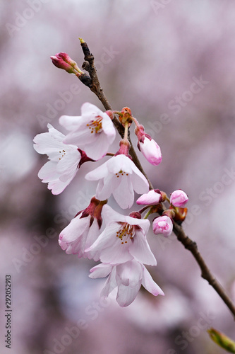 満開の高遠コヒガンザクラ 高遠小彼岸桜のアップ Stock Photo Adobe Stock