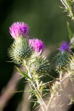 Thistle In The Spring