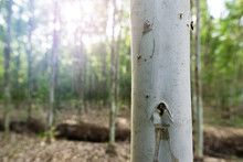 Close Up Eucalyptus Tree At Forest Background, Eucalyptus Forest For Paper Industry.