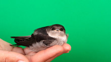 Little Bird In Hand, Black Swift Closeup