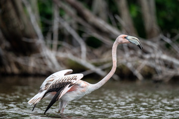 juvenile american flamingo or caribbean flamingo, scientific name: phoenicopterus ruber ruber. cuba.