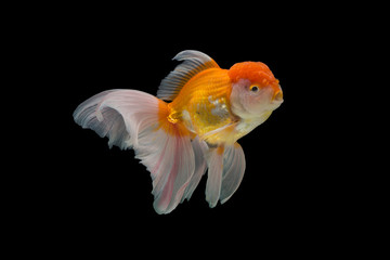 Wall Mural - goldfish isolated on black background.