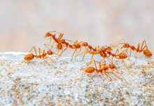 Red Ants Macro Ants, Oecophylla Smaragdina, Oecophylla, Small Ant, Beautiful Ants, Cute Ant,background
